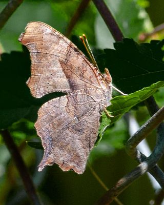 Question Mark Butterfly