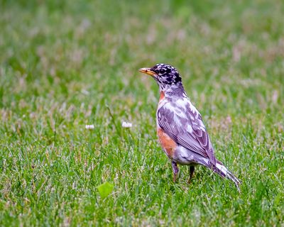 Robin in Disguise