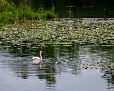 Mute Swan