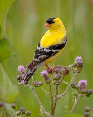 American Goldfinch