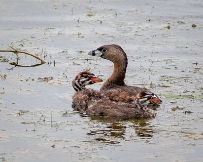 Pied-Billed Grebe Family