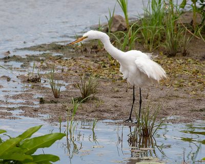 Great Egret