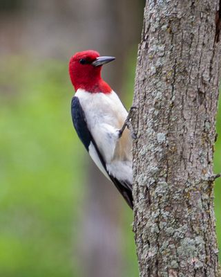 Red-Headed Woodpecker