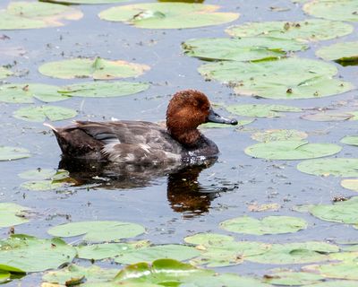 Redhead Duck