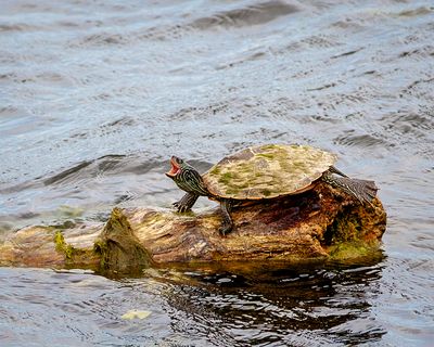 Map Turtle