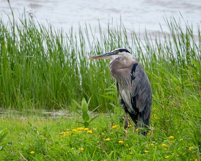 Great Blue Heron