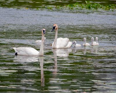 Trumpeter Swans