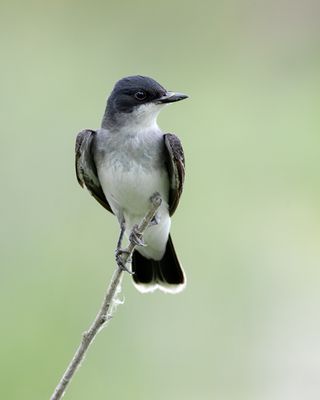 Eastern Kingbird
