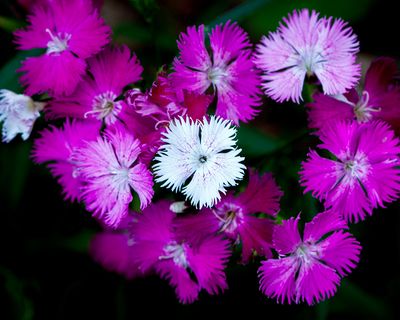 Sweet William