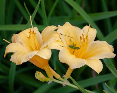 Daylilies