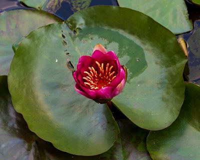 Water Lily