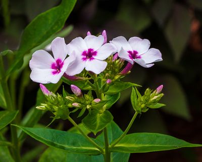 Phlox