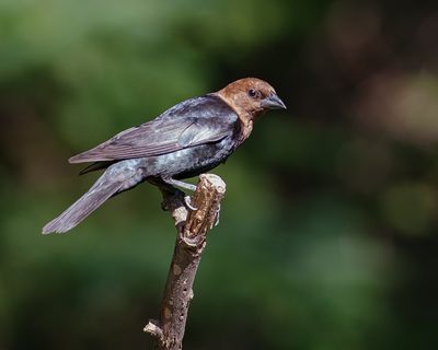 Brown-Headed Cowbird