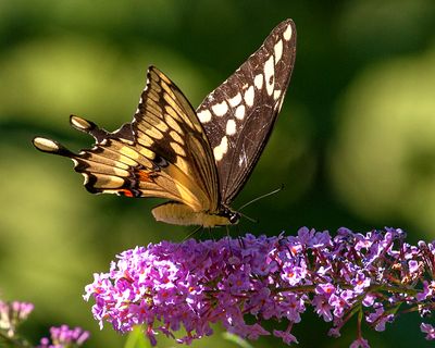 Giant Swallowtail