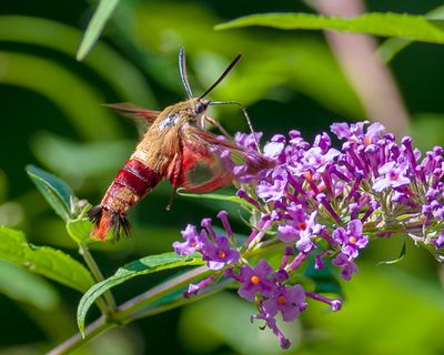 Hummingbird Clearwing Moth