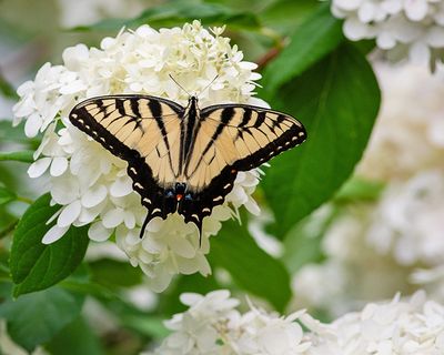 Eastern Tiger Swallowtail