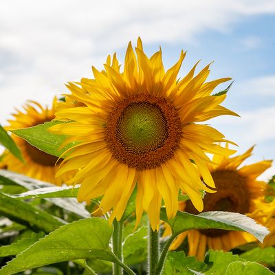 Sunflowers