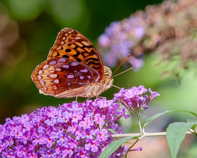 Great Spangled Fritillary