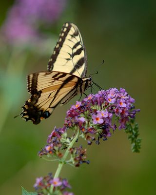 Eastern Tiger Swallowtail