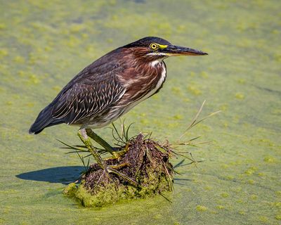 Green Heron