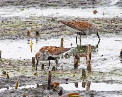 Dunlin