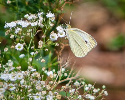 Cabbage White Butterfly