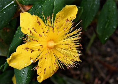 flower_01_3419.jpg