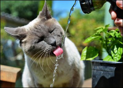 bob_drinking_water04b_0120.jpg