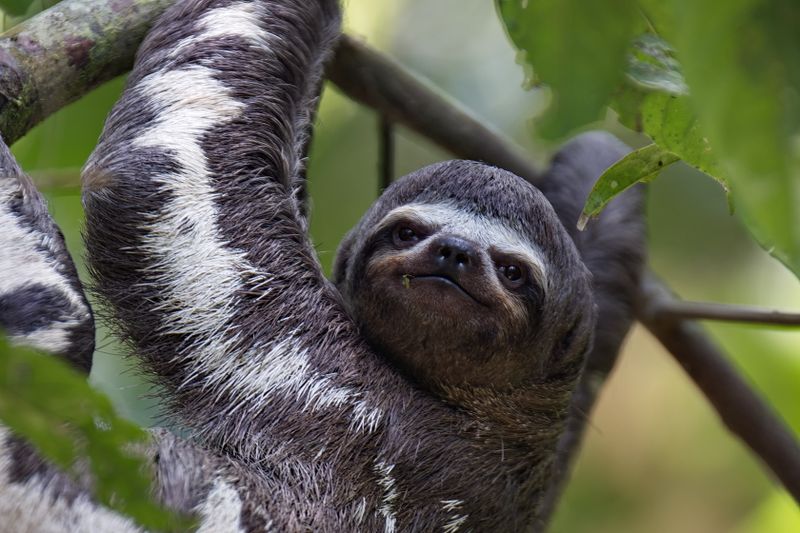 3 Toed Sloth
