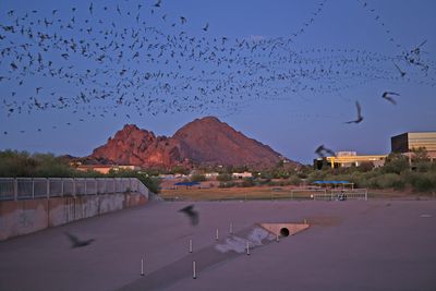 Phoenix Bat Cave -- July 19, 2025