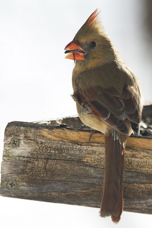 Lady Cardinal