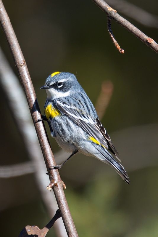Yellow-rumped Warbler