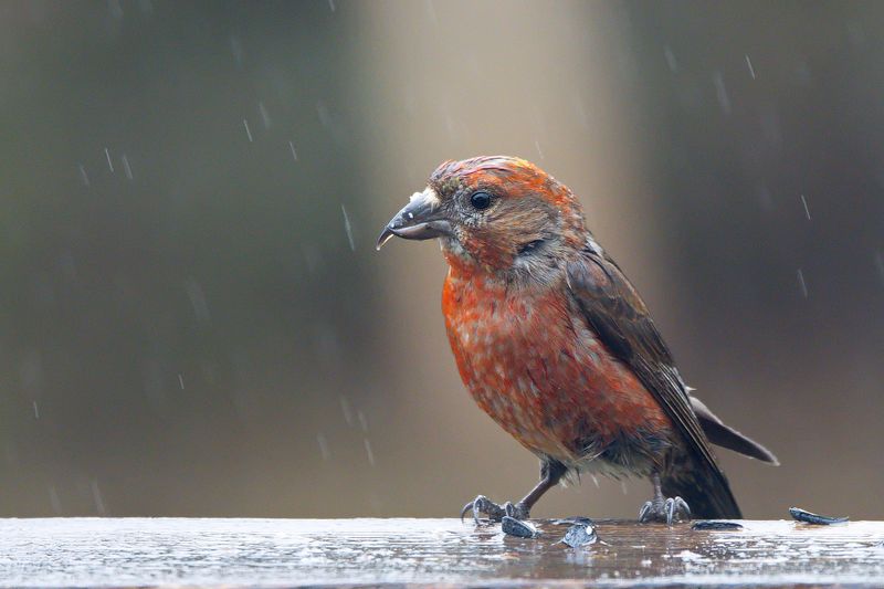 Red Crossbill