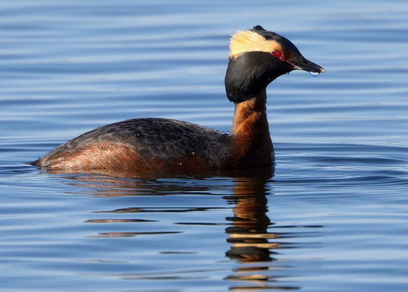 Horned Grebe