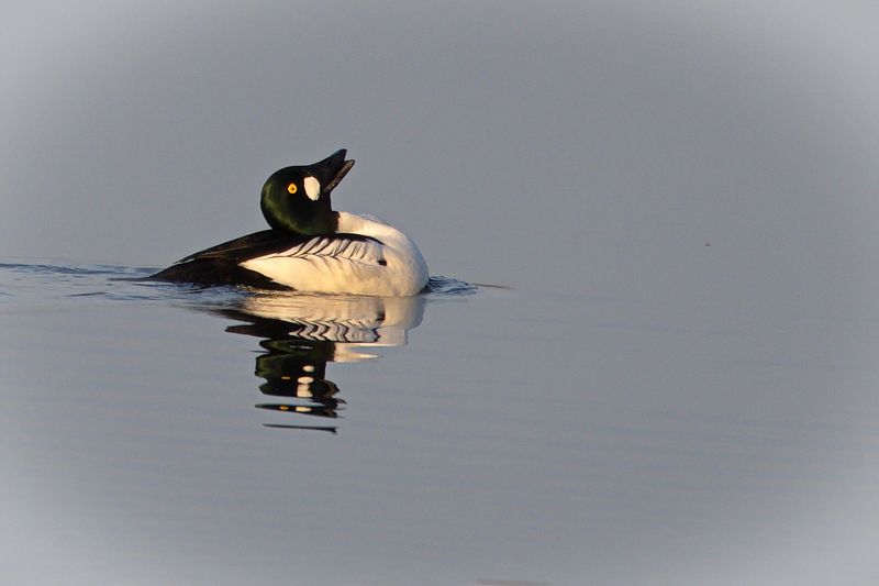 Morning Goldeneye