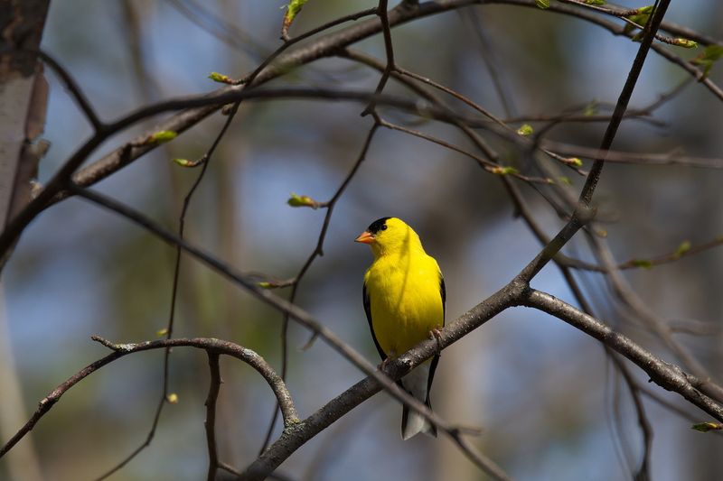 Goldfinch