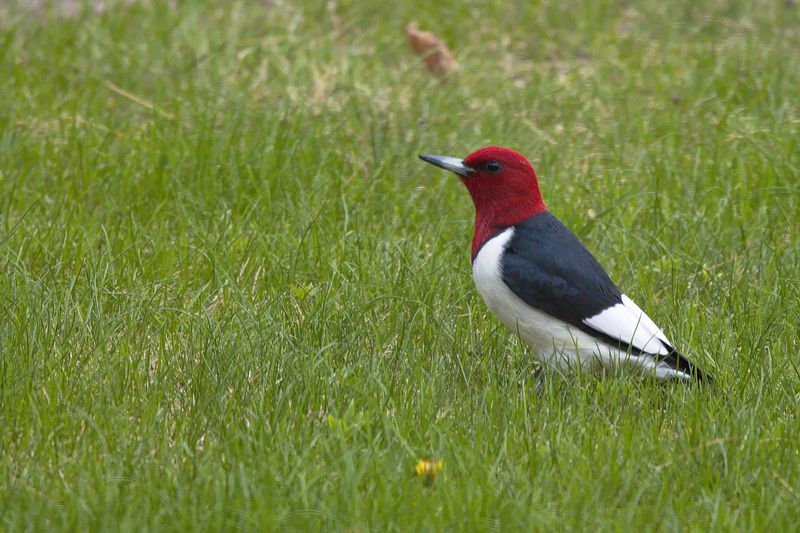 Red-headed Woodpecker