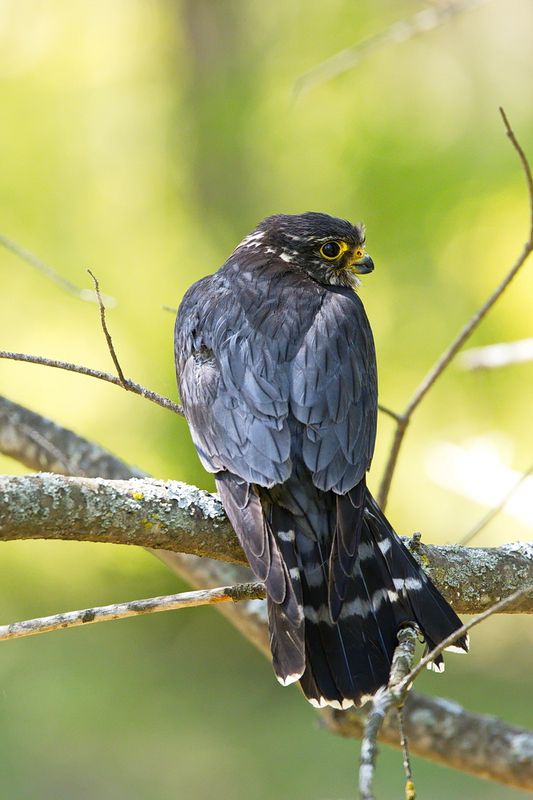 Merlin