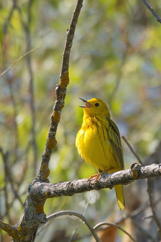 Yellow Warbler