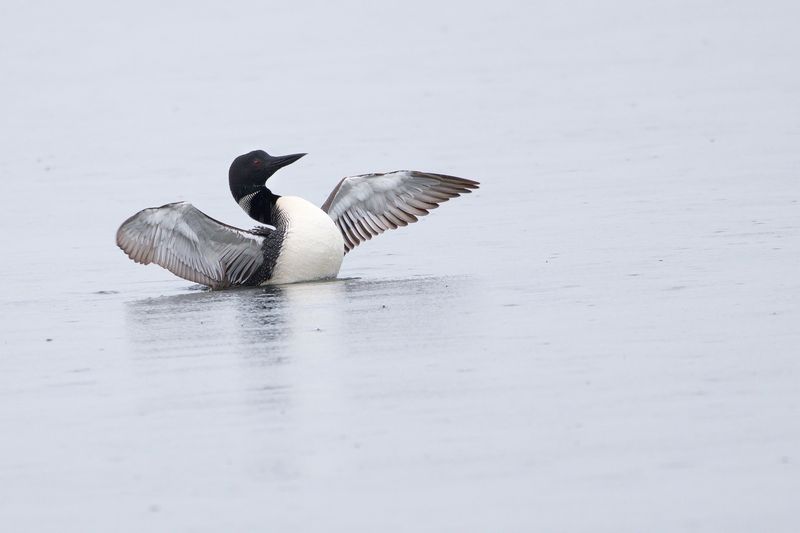 Loon in the rain