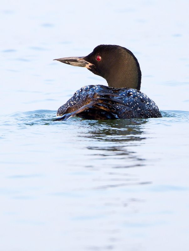 Loon