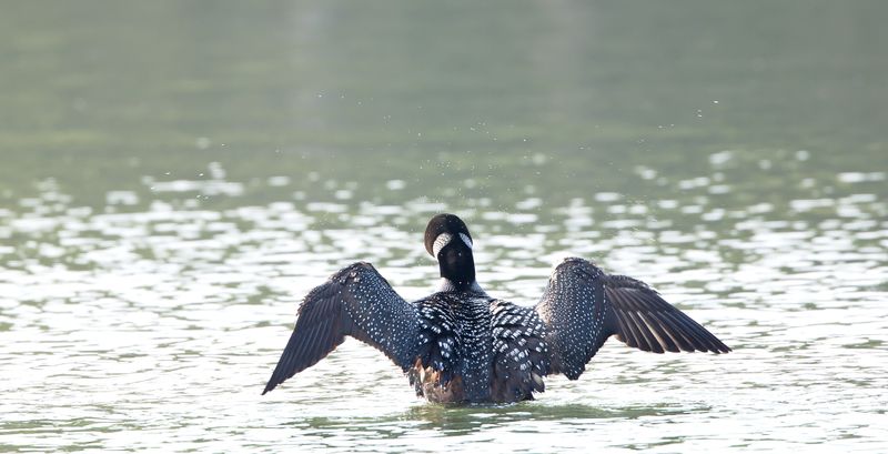 Evening Loon