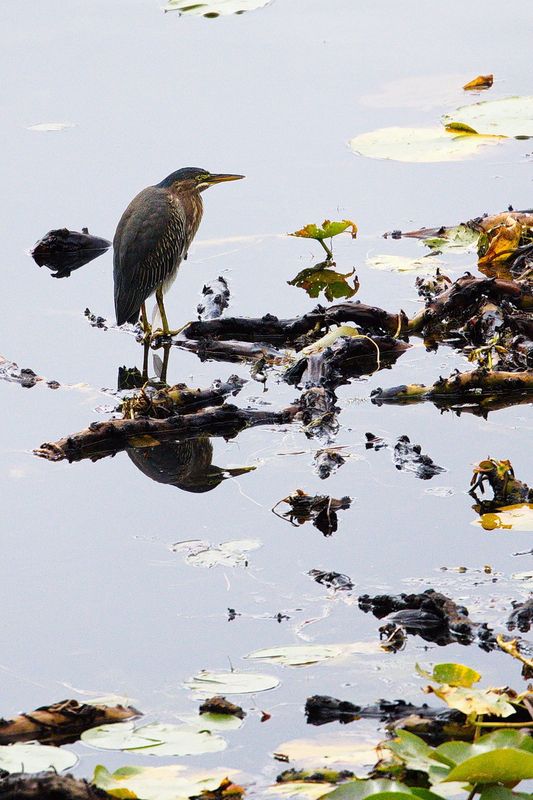 Green Heron in Morning Sunlight
