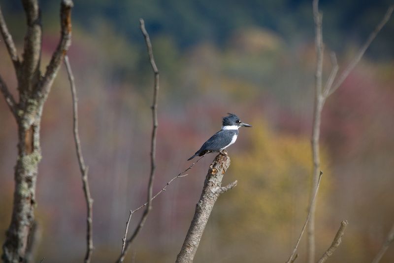 Belted Kingfisher