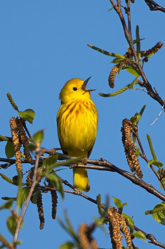 Singing to the Morning