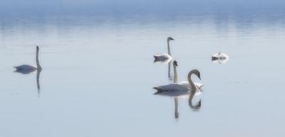 Swans at Rest