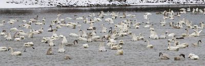 Swan Migration