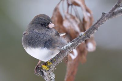 Dark-eyed Junco