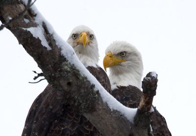 Eagles in Snow