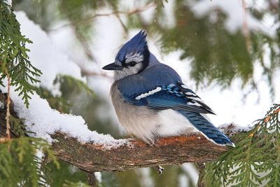 Blue Jay in Snow